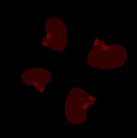 如何将量子图像处理可视化？