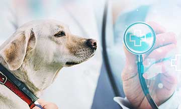视频兽医咨询如何革新宠物医疗保健