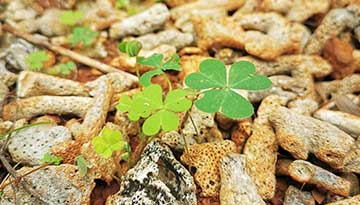 LiveVideoStack暂停商业化运营