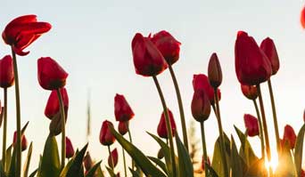 2024年中：SRS未来的发展计划