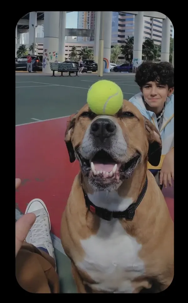 Meta：大规模视频隐形水印技术