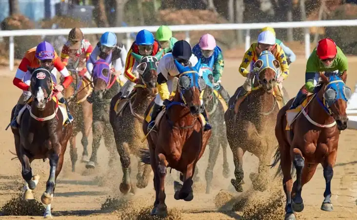 现代流媒体技术如何提升观众对赛马运动的理解